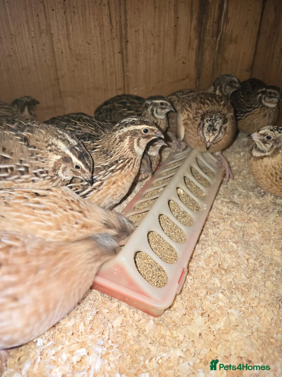 Quail poultry for sale: XXXL Quail, Jumbo type - Advert 6