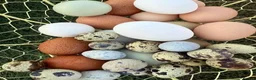 Mixed Breed poultry for sale: 🥚 Fertile Quail & Chicken Eggs – 90% Hatch Rate  - Advert 1