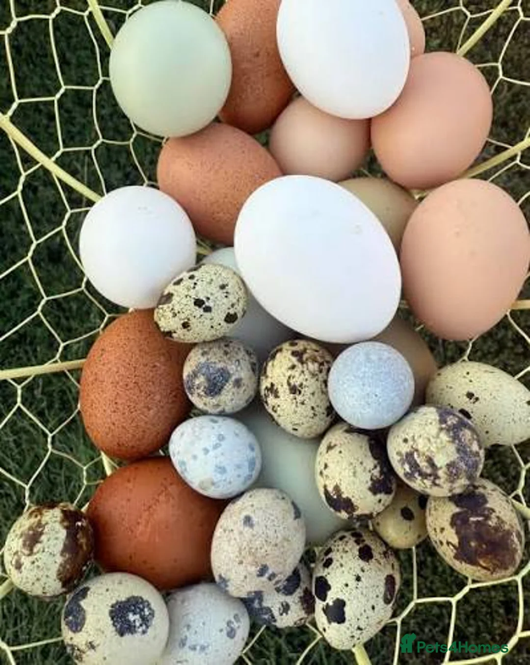 Mixed Breed poultry for sale: 🥚 Fertile Quail & Chicken Eggs – 90% Hatch Rate  - Advert 1