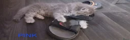 Ragdoll cats for sale: Rare Pattern Ragdoll-Super cudly teddybear kittens - Advert 21