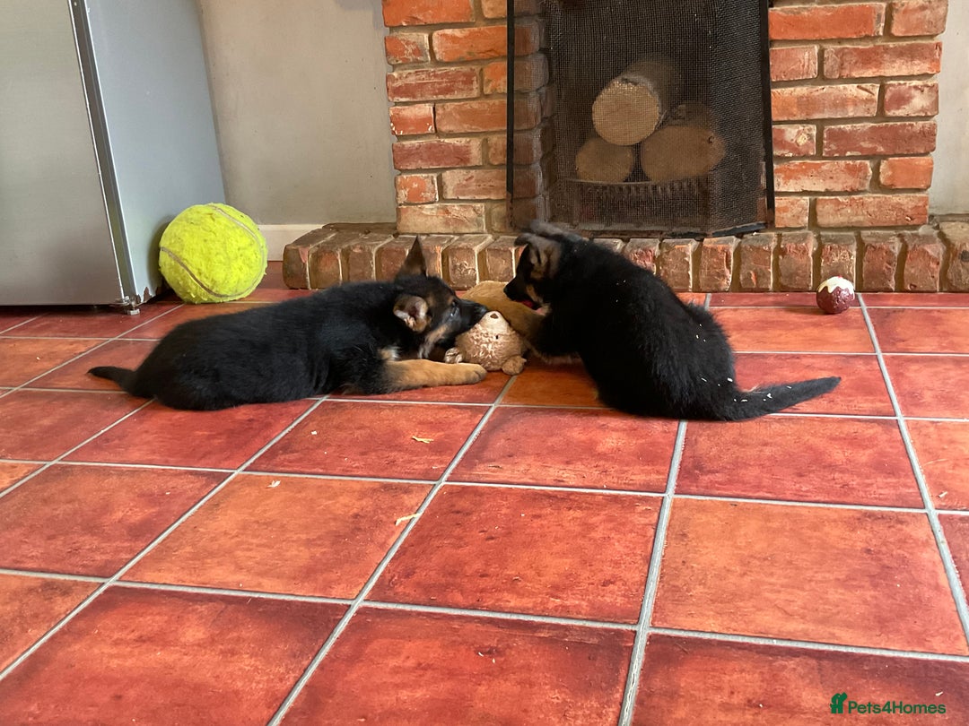 German Shepherd dogs for sale: 25 years experience  breeding German Shepherds - Image 18