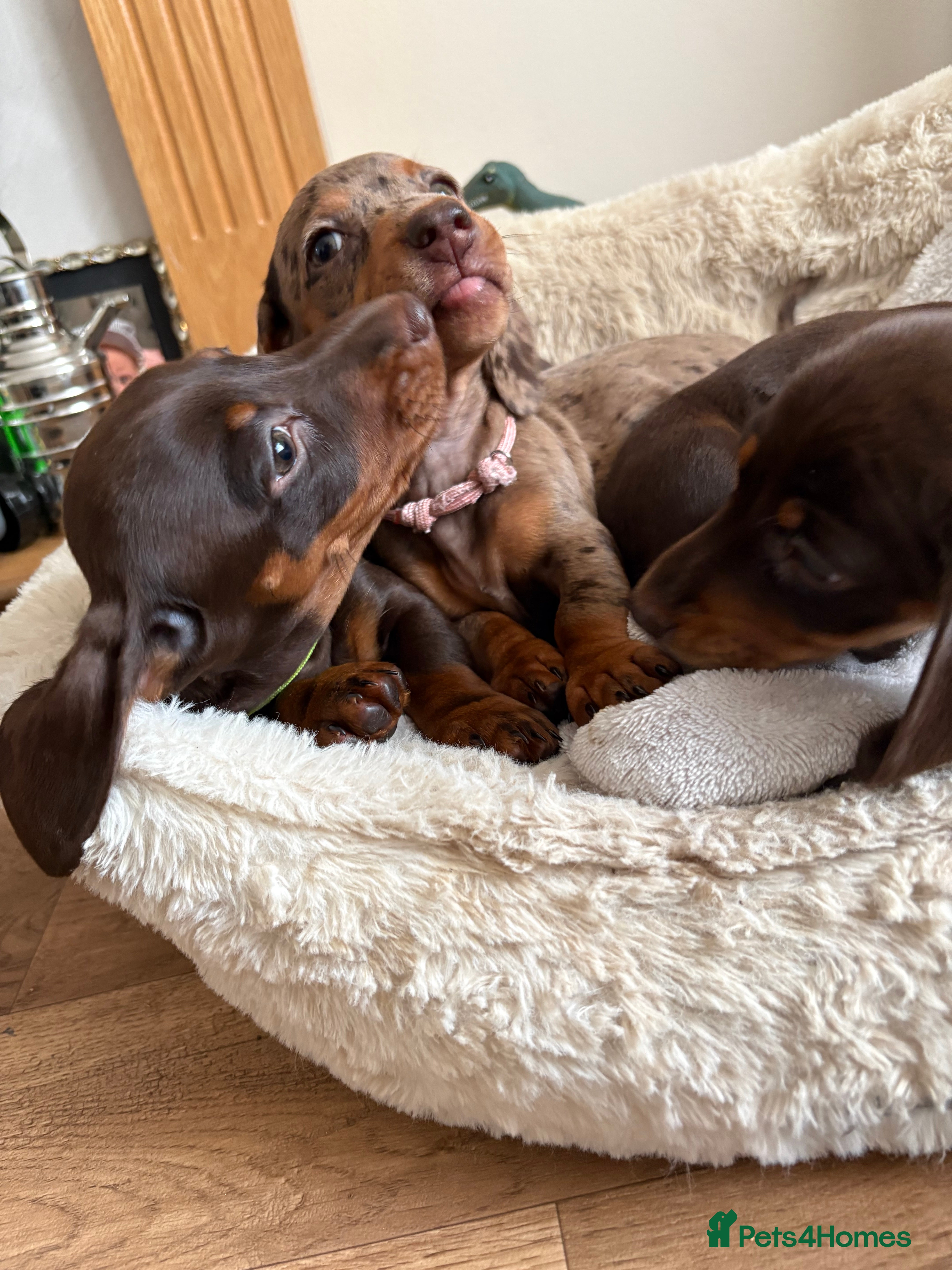 Miniature Dachshund dogs READY 🐶🤎Beautiful miniature dachshunds  - Advert 6