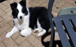 Border Collie dogs for stud: Borderlair Tip for the Top (Tip) - Advert 11