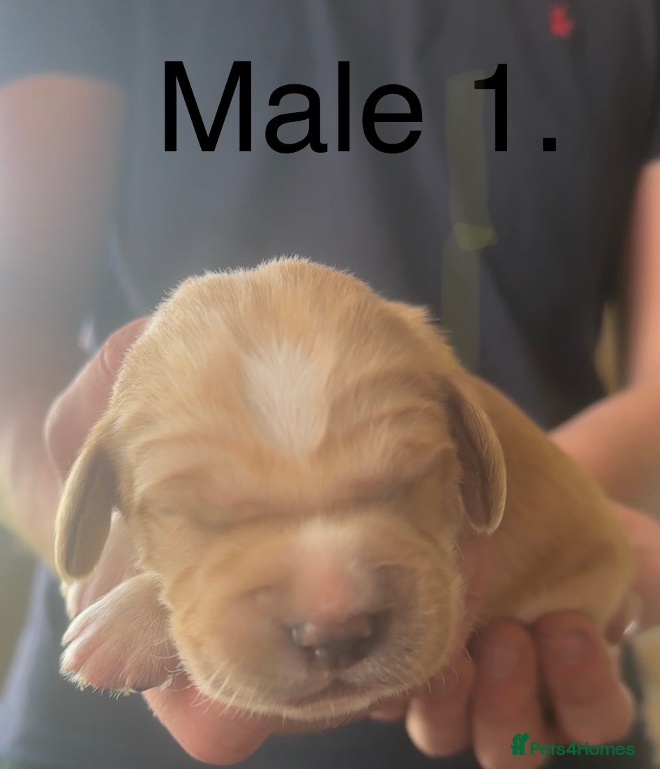 Cockerdor dogs for sale: Stunning Cockerdor puppies - Advert 9