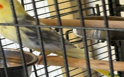 Cockatiels birds for sale: Boy cockatiel  - Image 7