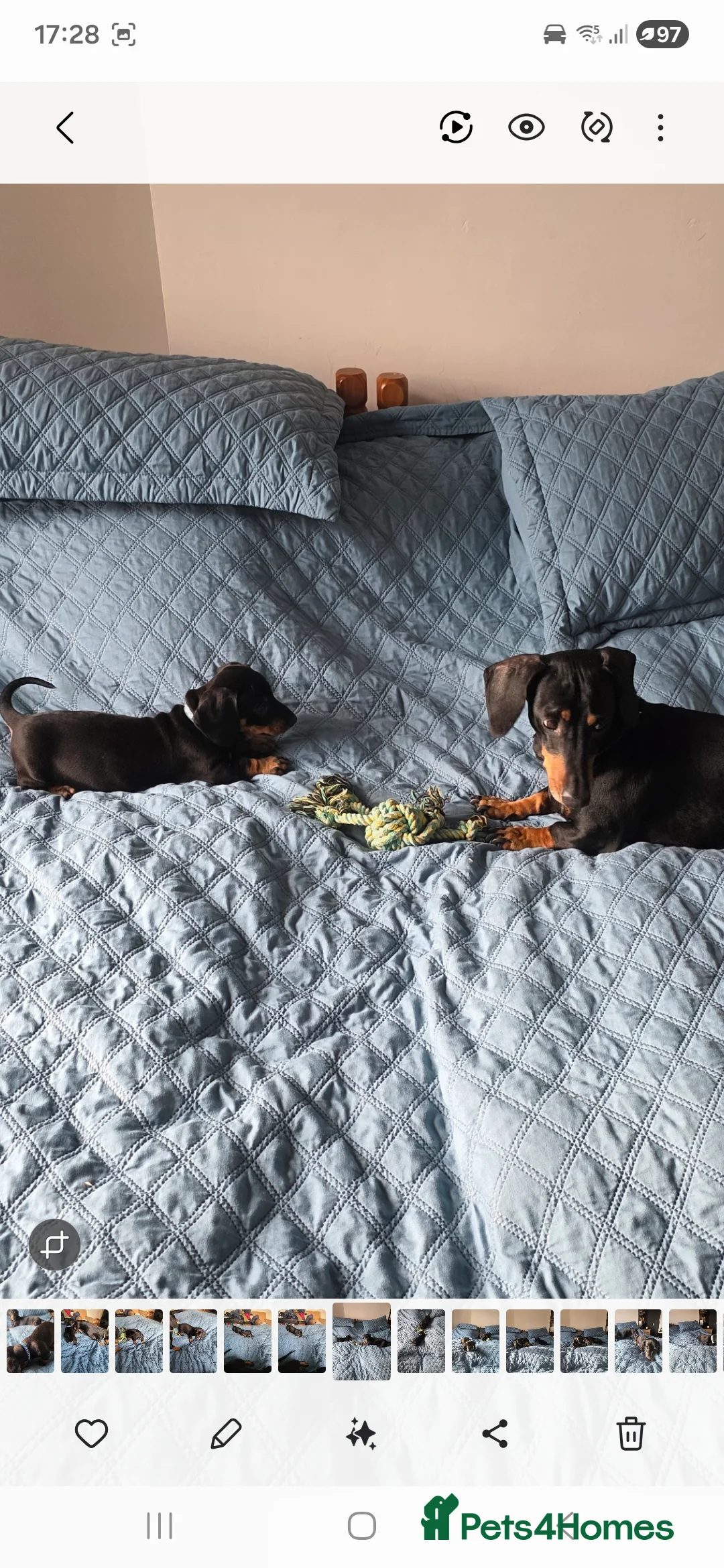 Dachshund dogs for sale: Outstanding Purebred Dachshunds: Health-Tested💎 - Advert 8