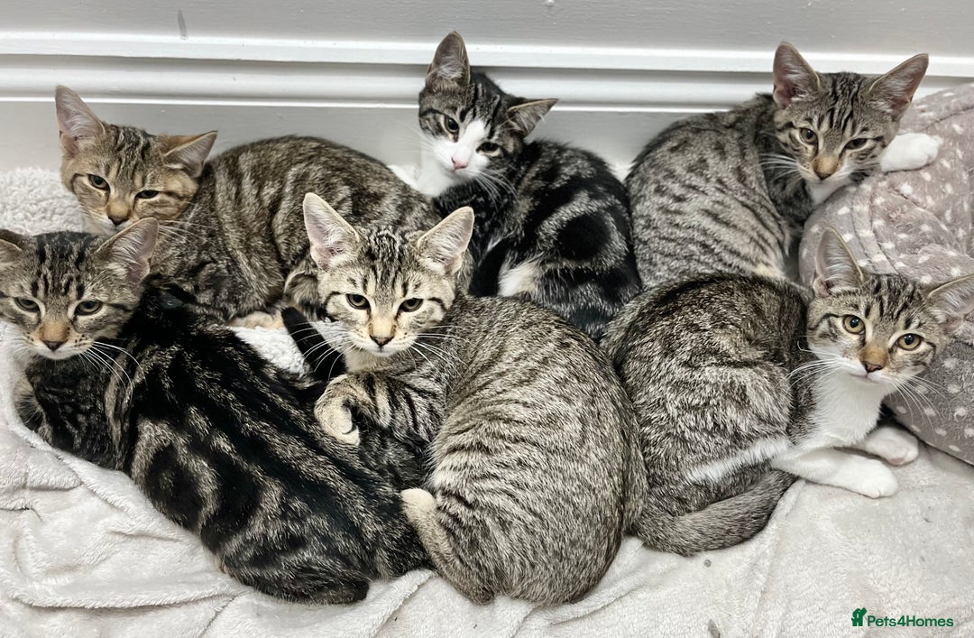 Mixed Breed cats for sale: Kittens  - Image 1