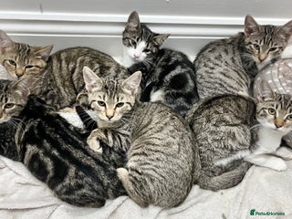 Mixed Breed cats for sale - Advert 1