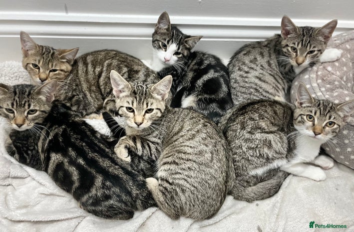 Mixed Breed cats - Advert 1