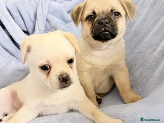 Pug dogs 🐶🐶 Last 2 Boys Available for Loving Homes🏡 - Advert 6