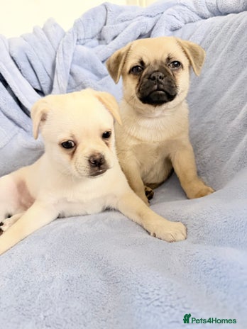 Pug dogs 🐶🐶 Last 2 Boys Available for Loving Homes🏡 - Advert 1