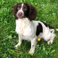 English Springer Spaniel dogs for stud: 🌟🌟Health Tested L&W Springer Stud🌟🌟 in Malmesbury - Advert 3