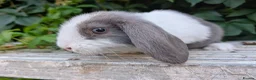 Mixed Breed rabbits for sale: Mini lop  in Hailsham - Advert 5