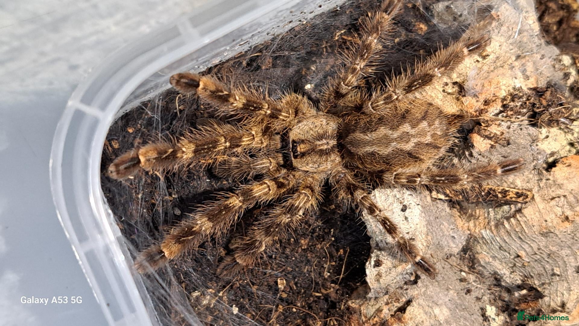 Tarantulas invertebrates Spiderlings and Juvs for sale - Advert 2