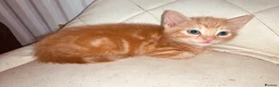 British Shorthair cats for sale: Lovely adorable Kittens FOR SALE Mixed Newquay  - Advert 21