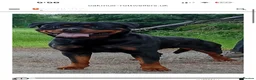 Rottweiler dogs for sale: 9 Week Rottweiler German X Serbian in Wednesbury - Advert 3