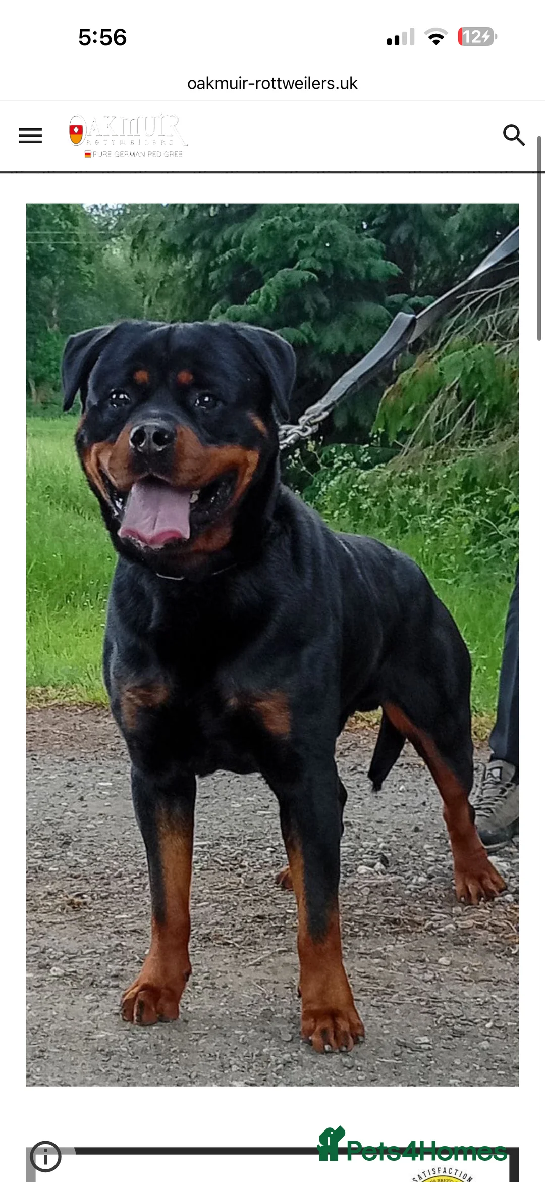 Rottweiler dogs for sale: 9 Week Rottweiler German X Serbian in Wednesbury - Advert 3