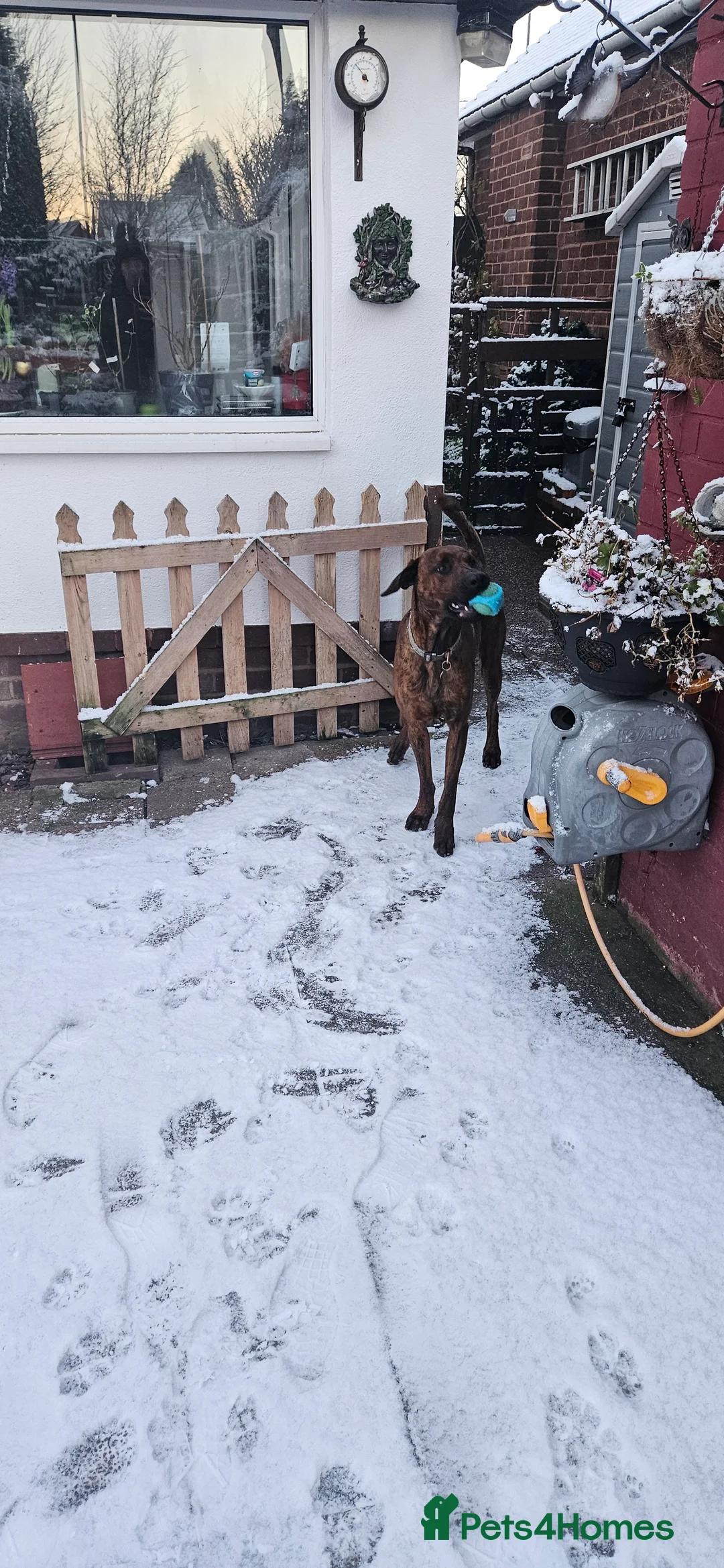 Mixed Breed dogs for sale: Dutch shepherd cross doberman  - Advert 4