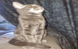 Mixed Breed cats for sale: mix Bengal and Norweign Forrest Kittens - Advert 18