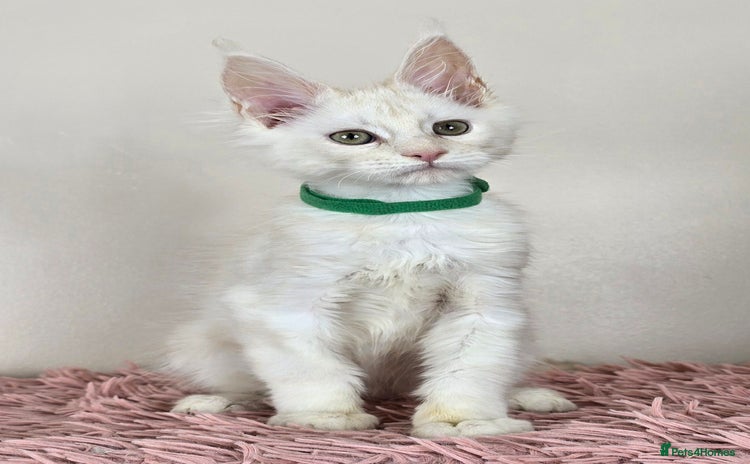 Maine Coon cats - Advert 11