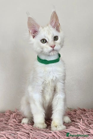 Maine Coon cats - Advert 14