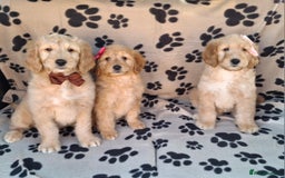 Goldendoodle dogs for sale: Gorgeous standard goldendoodle pups. - Image 4