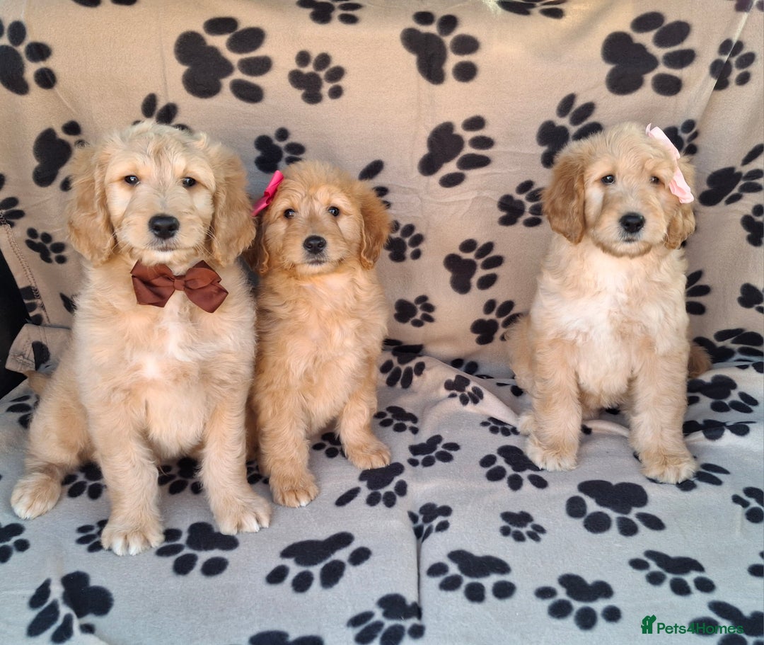 Goldendoodle dogs for sale: Gorgeous standard goldendoodle pups. - Image 4