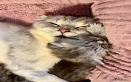 Scottish Fold cats for sale: Adorable rare silver tabby/lilac tabby kittens 🐾 - Image 4