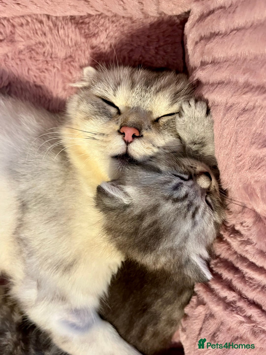Scottish Fold cats for sale: Adorable rare silver tabby/lilac tabby kittens 🐾 - Image 4