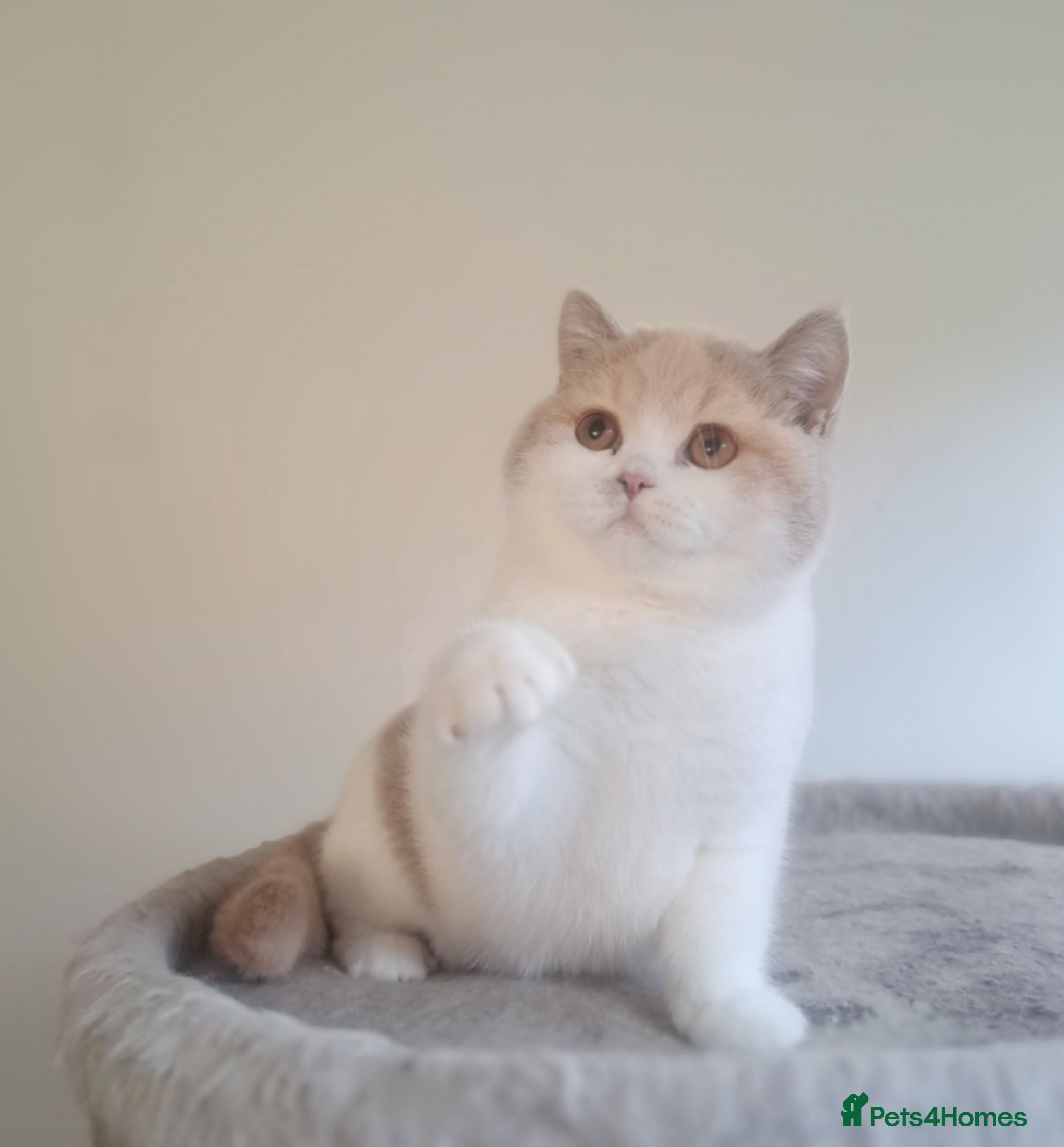 British Shorthair cats British Shorthair Fawn Tortie & White Female - Advert 8