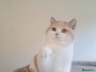 British Shorthair cats British Shorthair Fawn Tortie & White Female - Advert 8