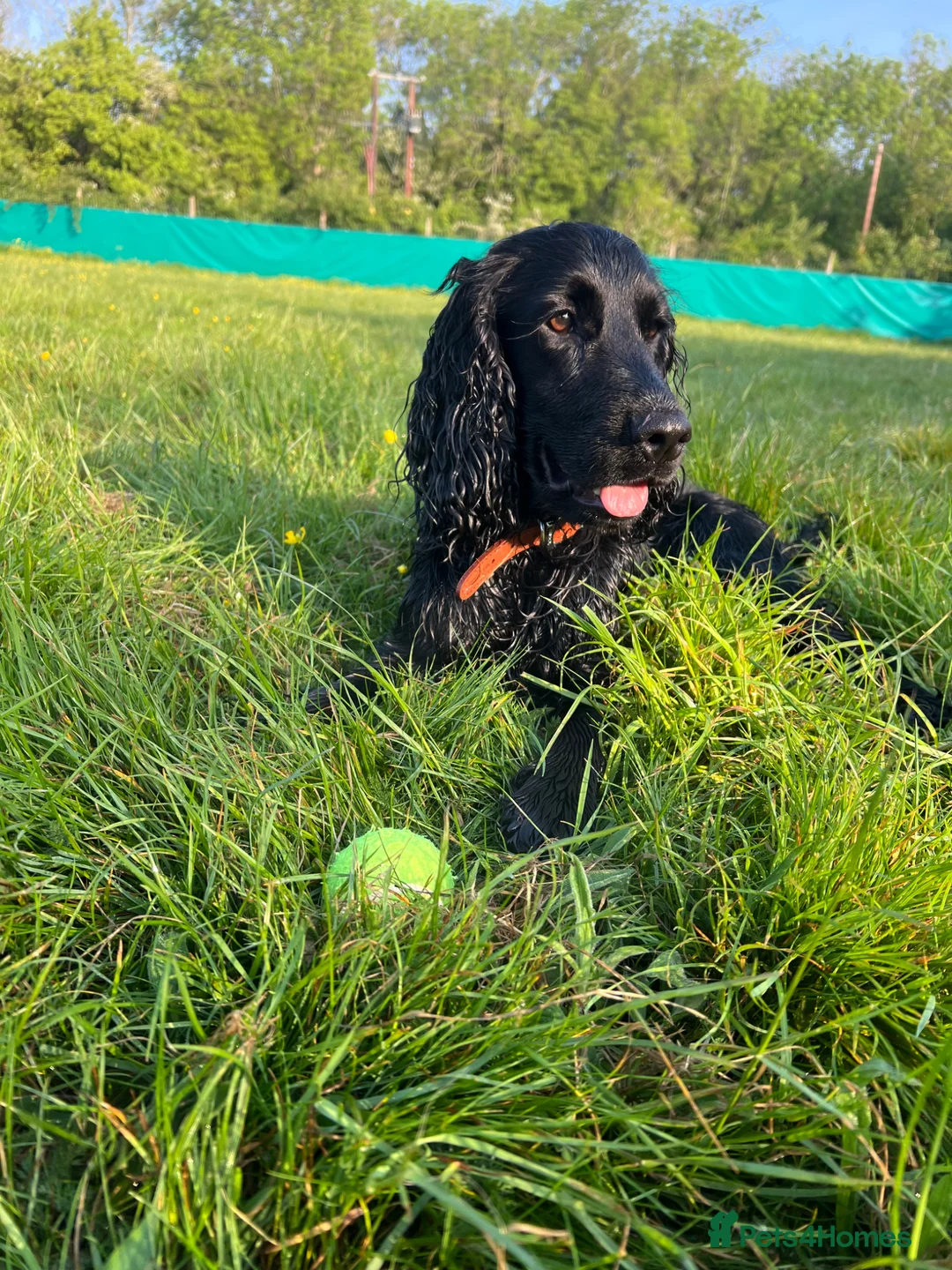 Sprocker dogs for sale: Lovely 8 month old Sprocker boy  in Redditch - Advert 2