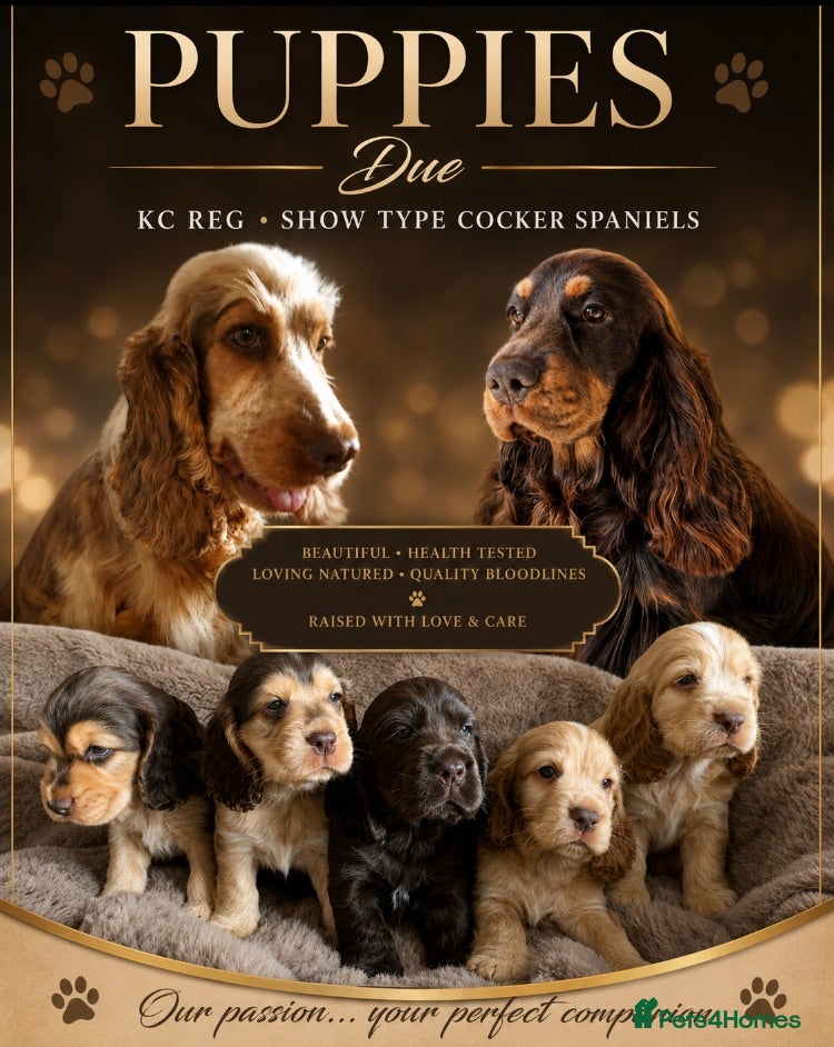 Cocker Spaniel dogs KC Show Type Cocker Spaniels - Advert 1