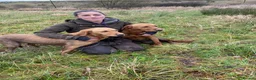 Labrador Retriever dogs for stud: Kc reg ftch stud - Advert 3