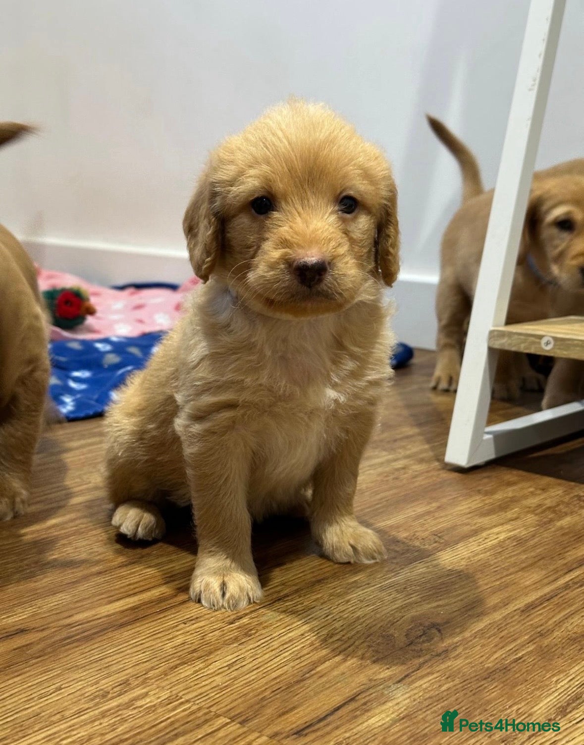 Labradoodle dogs F1 Miniature Labradoodle 🤍  - Advert 2