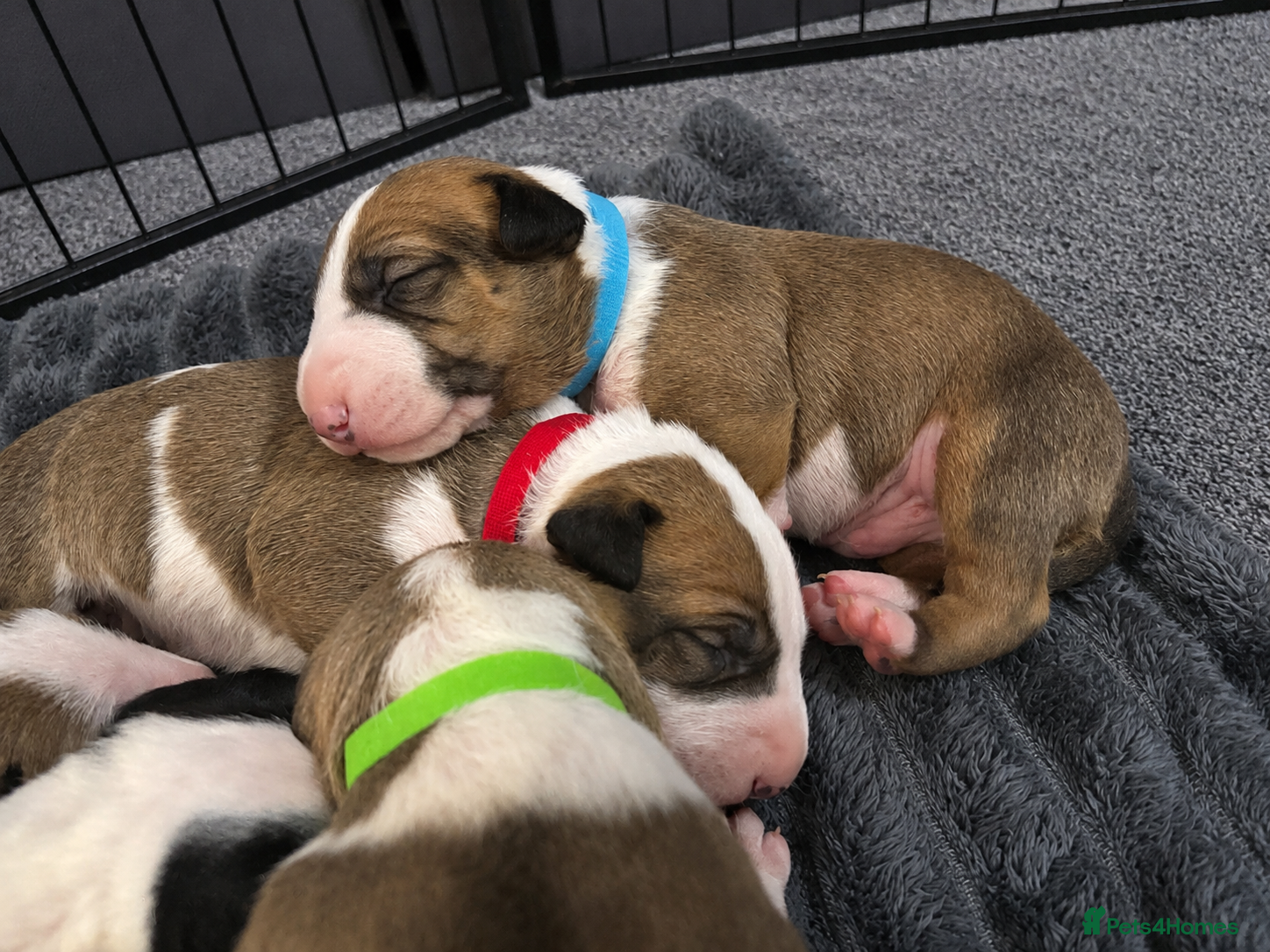 English Bull Terrier dogs Beautiful KC Reg English Bull Terrier Puppies  - Advert 1