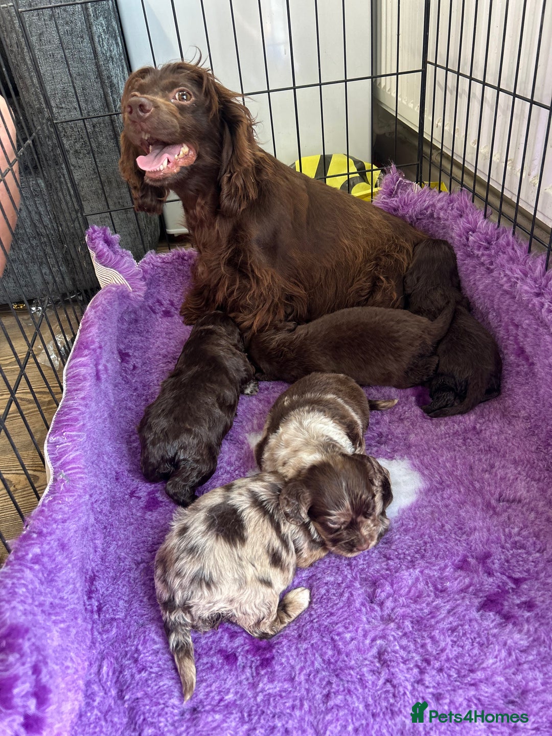 Cockapoo dogs for sale: Rare toy cockapoo - Image 3