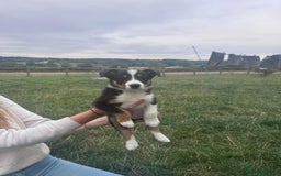 Border Collie dogs for sale: Working Collies  - Image 3