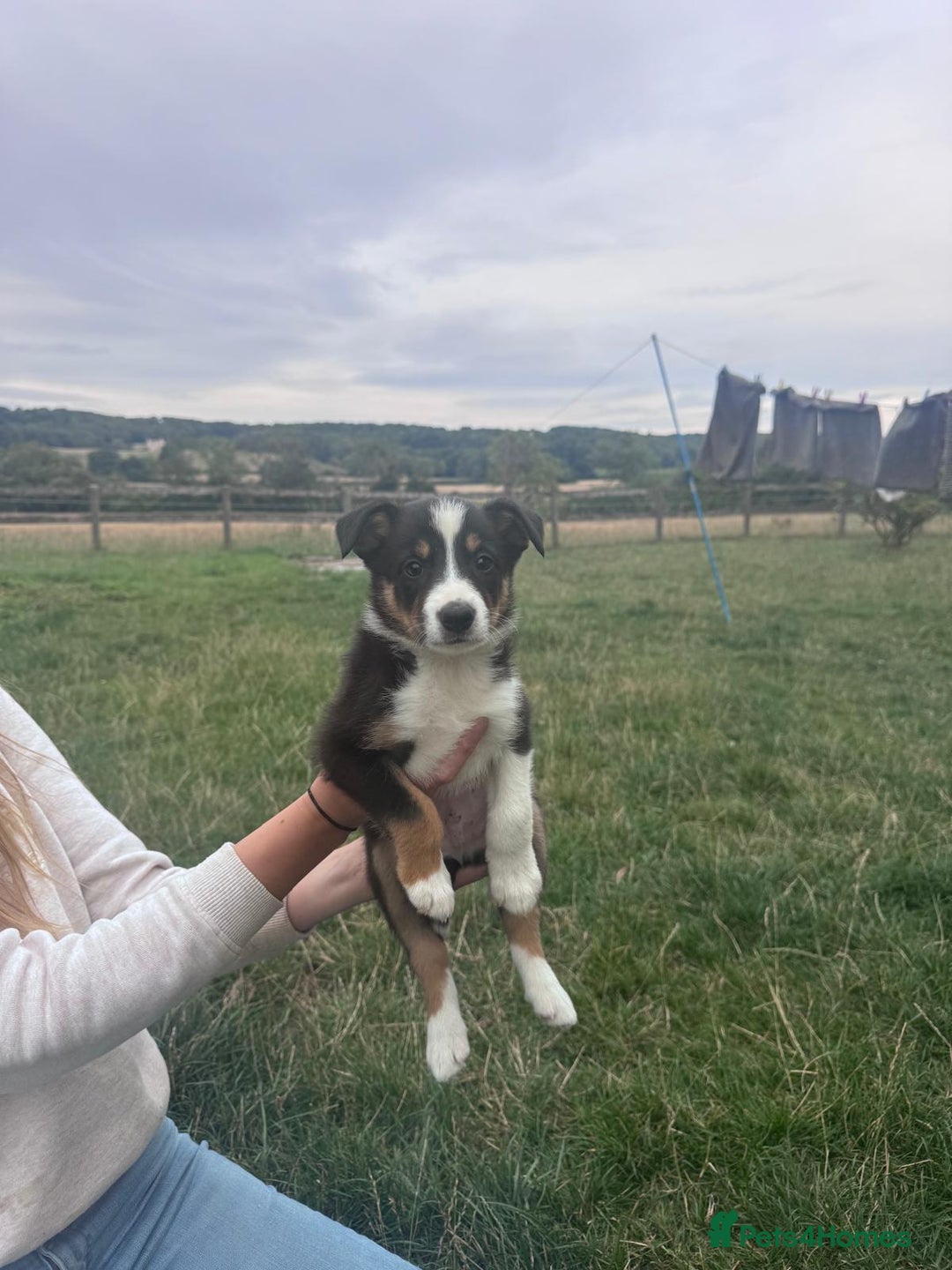 Border Collie dogs for sale: Working Collies  - Image 3