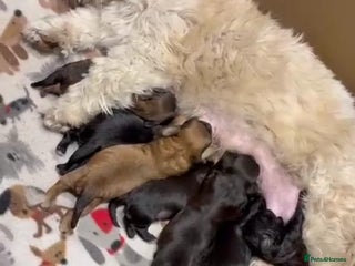 Shihpoo dogs BEAUTIFUL SHIHPOO PUPPIES - Advert 1