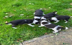 Border Collie dogs for sale: Border Collie puppies for sale  - Image 1
