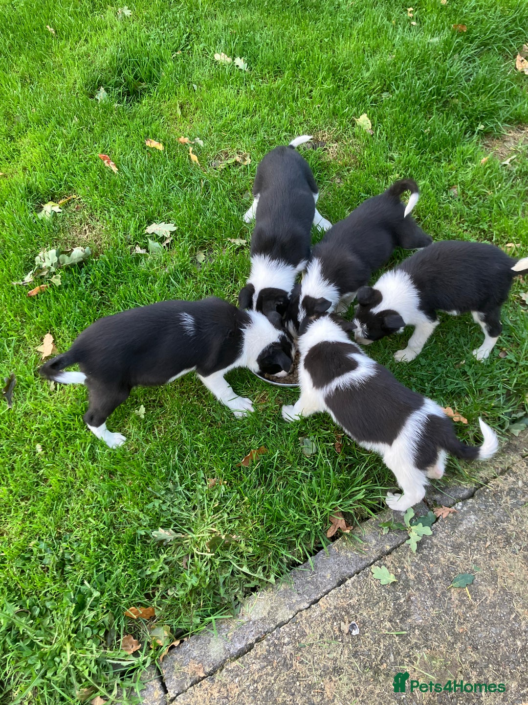 Border Collie dogs for sale: Border Collie puppies for sale  - Image 1