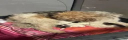 Jackapoo dogs for sale: 4 beautiful jackrusell x poodle pups - Advert 7