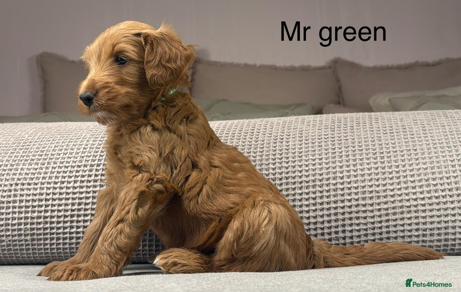 Labradoodle dogs STUNNING DOODLE MIX. HIP ELBOW DNA TESTED LINES - Advert 4