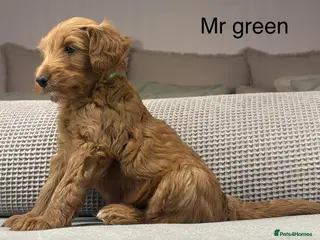 Labradoodle dogs STUNNING DOODLE MIX. HIP ELBOW DNA TESTED LINES - Advert 4