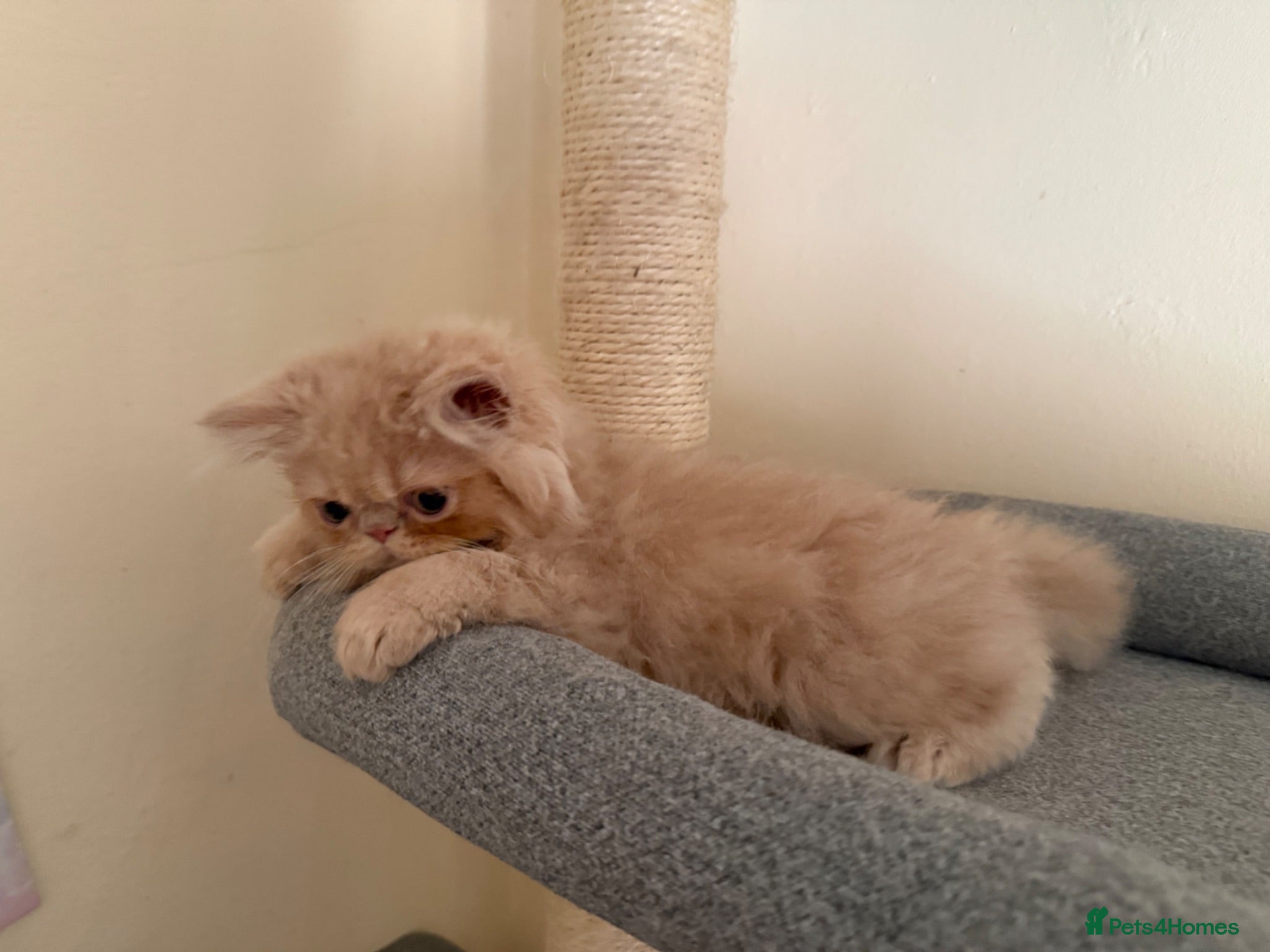 Persian cats GCCF registered cream Persian boy 💙 READY NOW - Advert 3