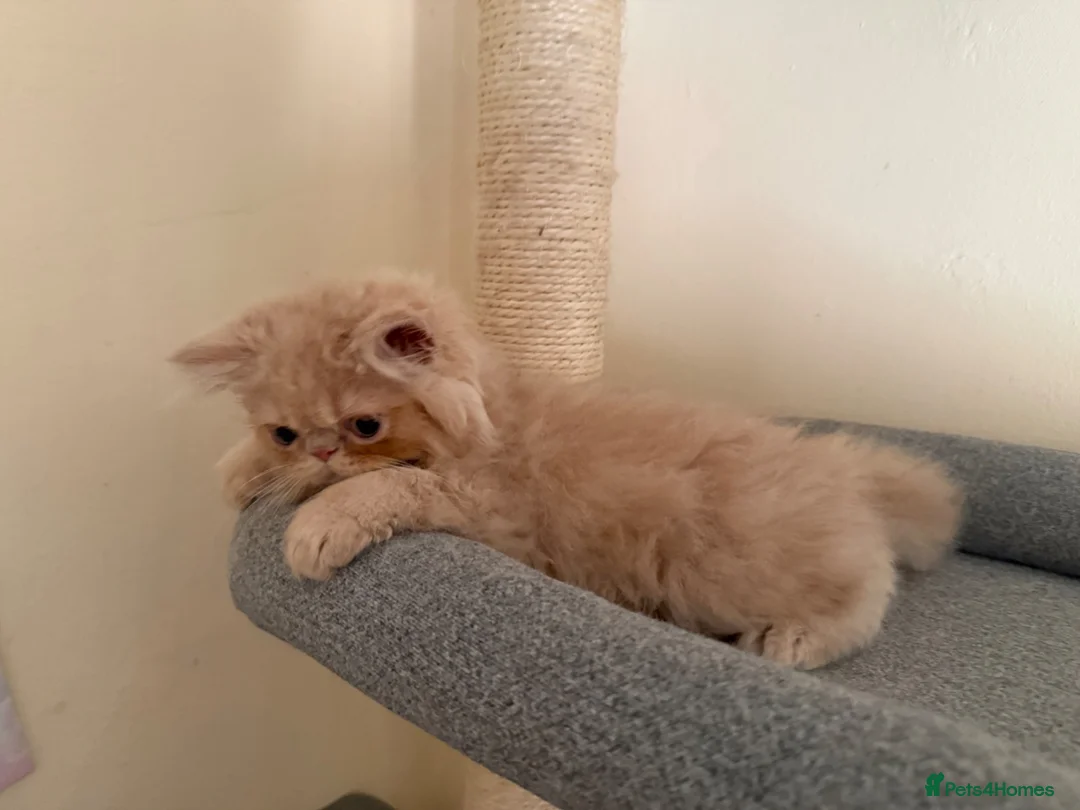 Persian cats for sale: GCCF registered cream Persian boy 💙 READY NOW - Advert 1