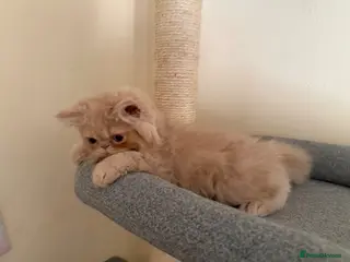 Persian cats GCCF registered cream Persian boy 💙 READY NOW - Advert 2
