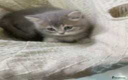 British Shorthair cats for sale: Fabulous, playful and healthy BSH kittens, rare - Image 29