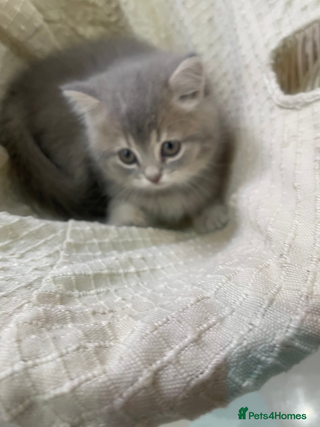 British Shorthair cats for sale: Fabulous, playful and healthy BSH kittens, rare - Image 29